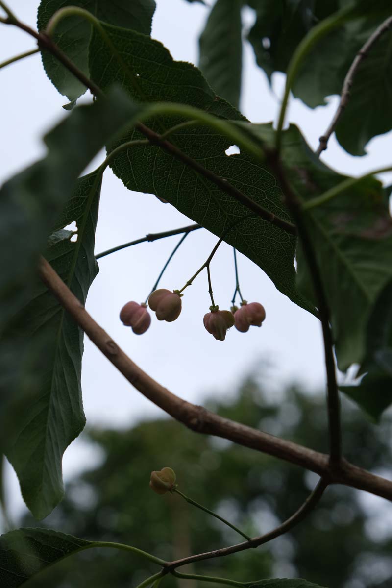 Euonymus hamiltonianus 'Jelena' Tuinplanten bloem