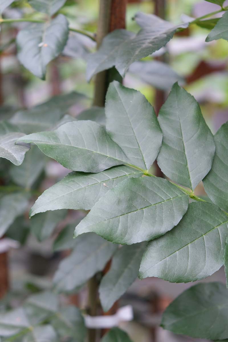 Fraxinus ornus op stam blad
