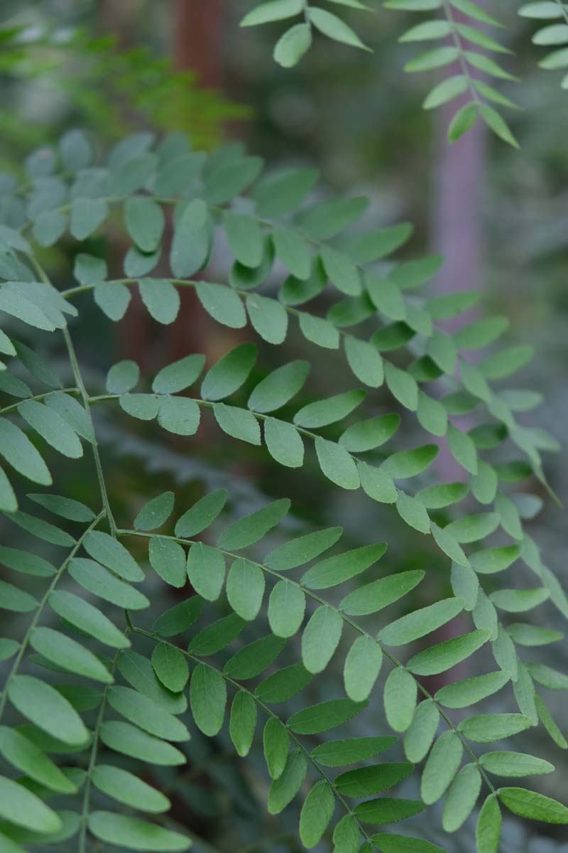 Gleditsia triacanthos 'Shademaster' Tuinplanten blad