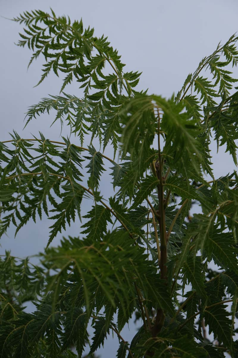 Juglans nigra 'Laciniata' op stam twijg