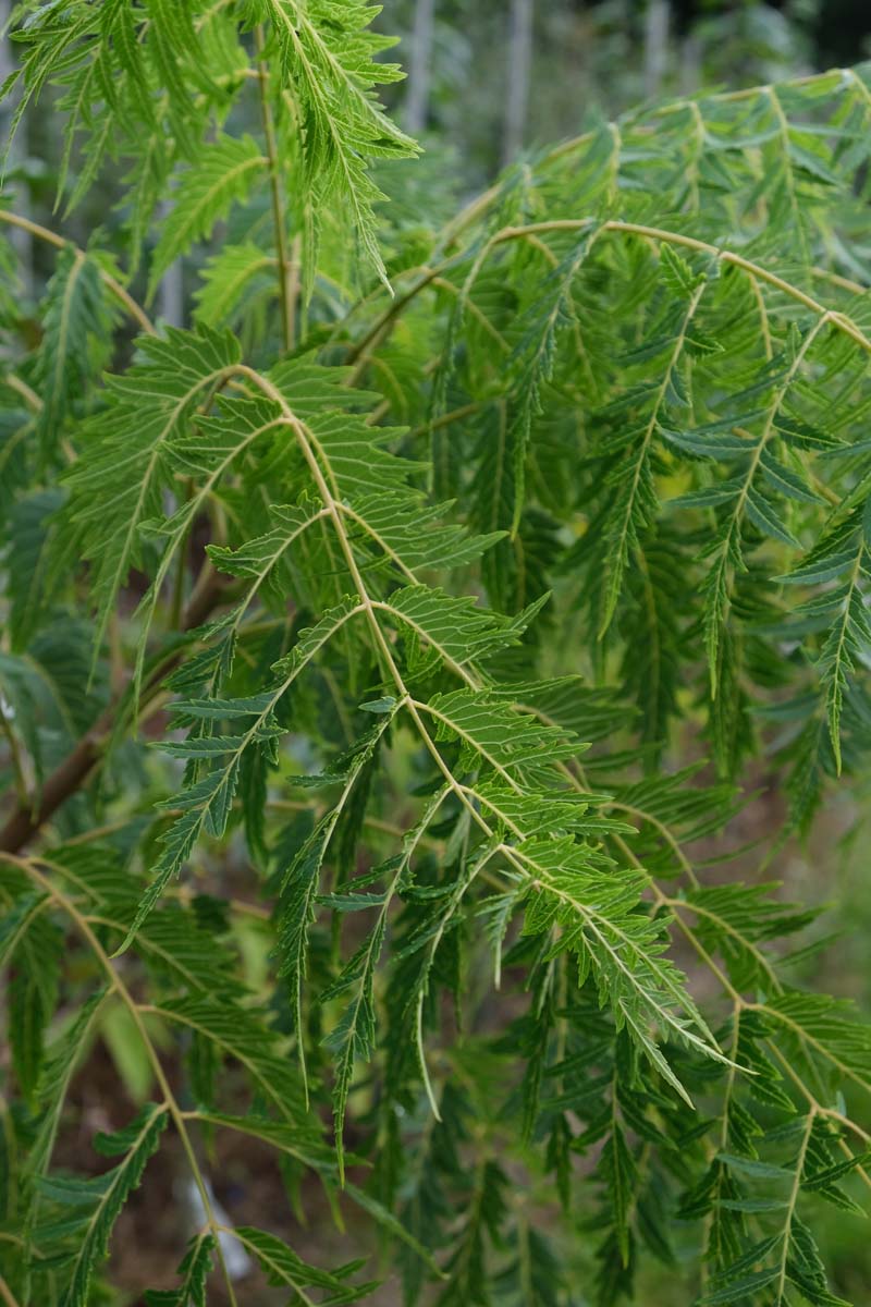 Juglans nigra 'Laciniata' op stam blad