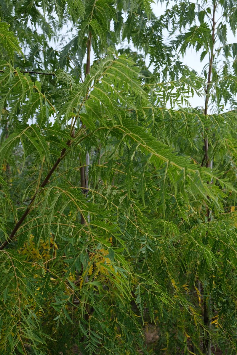 Juglans nigra 'Laciniata' op stam twijg
