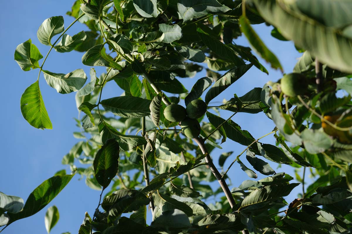Juglans regia haagplant vrucht