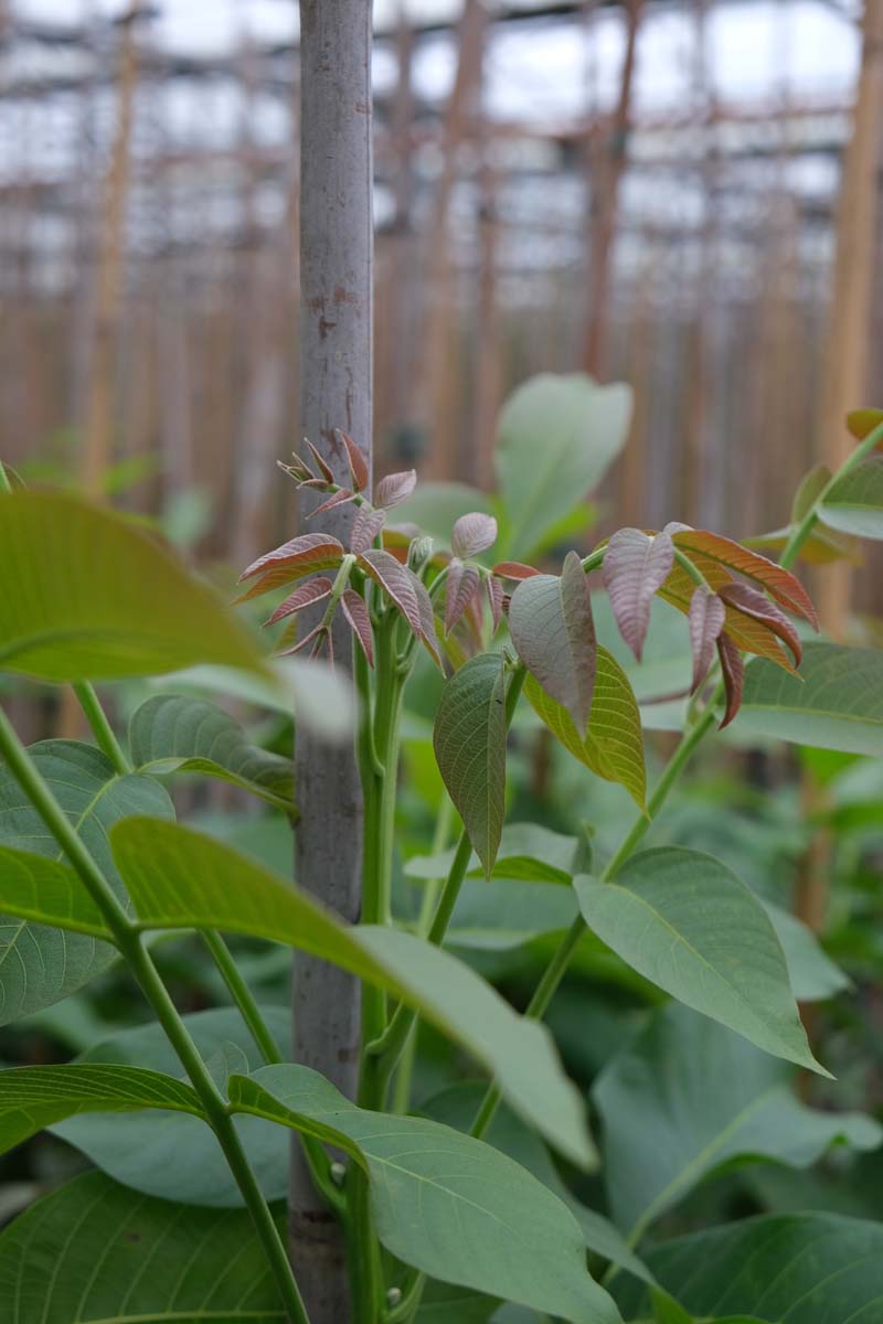 Juglans regia 'Bella Maria' op stam blad