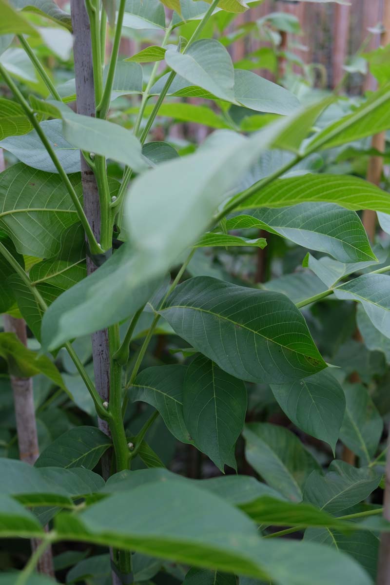 Juglans regia 'Bella Maria' op stam blad