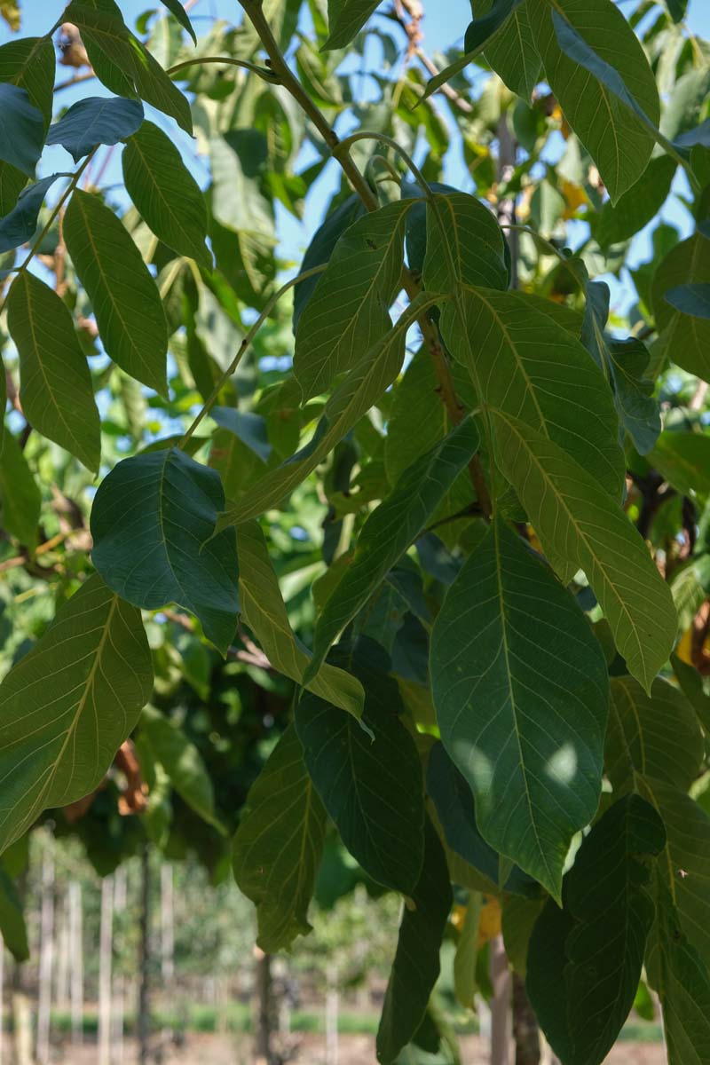 Juglans regia 'Proslavski' op stam blad