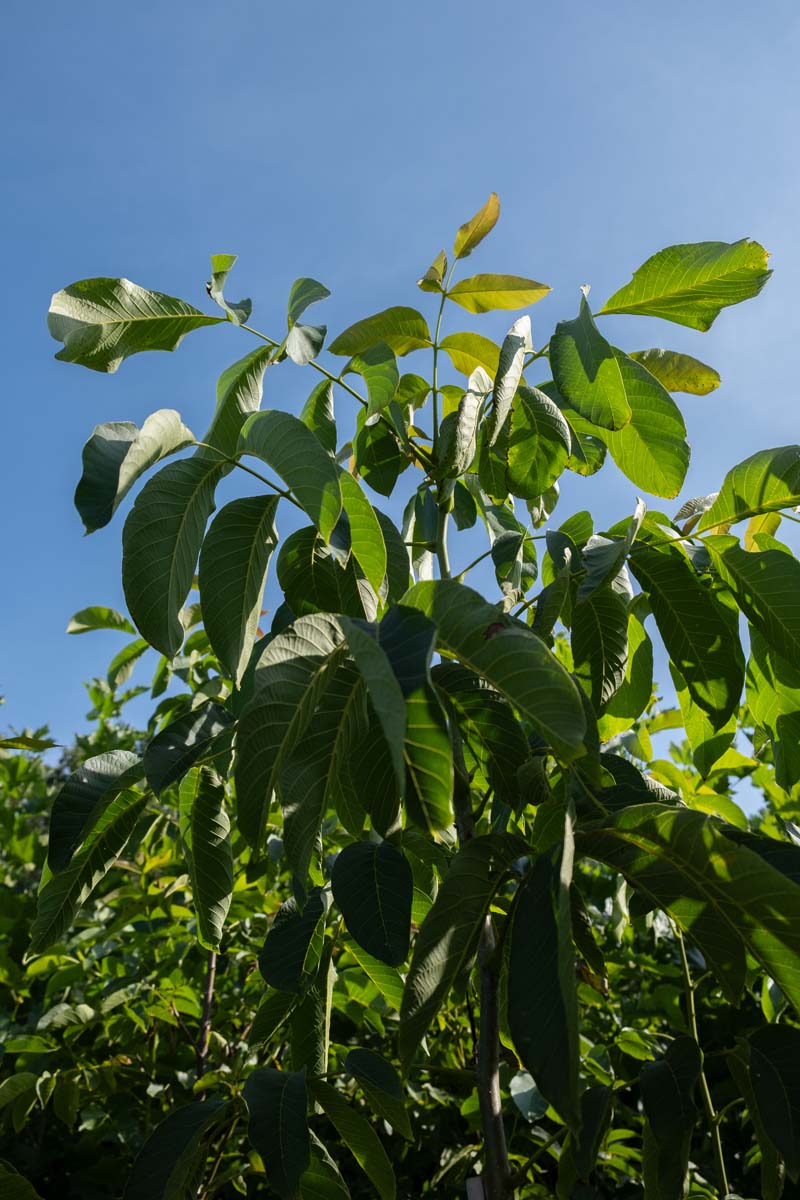 Juglans regia 'Proslavski' Tuinplanten twijg
