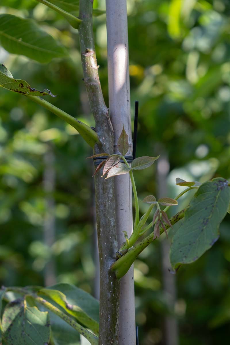 Juglans regia 'Proslavski' Tuinplanten stam
