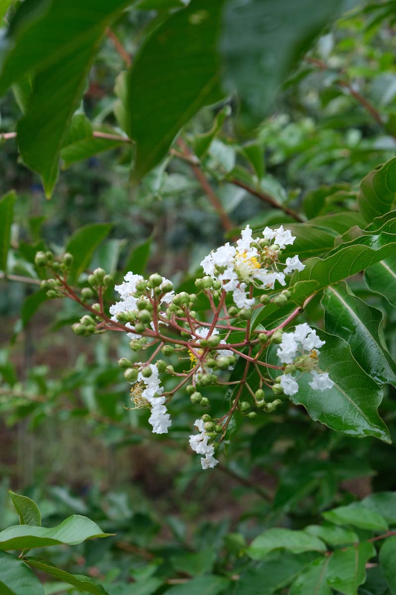 Lagerstroemia 'Natchez' op stam bloem