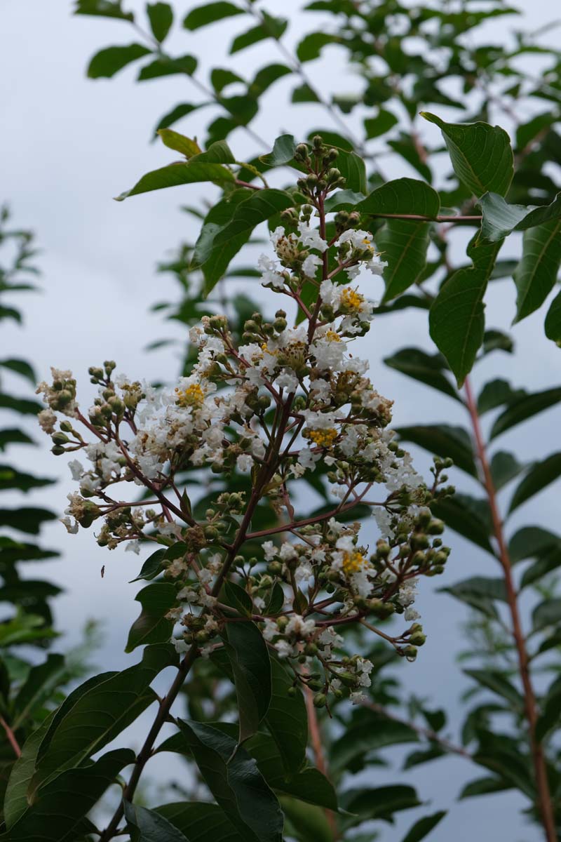 Lagerstroemia 'Natchez' meerstammig / struik bloem