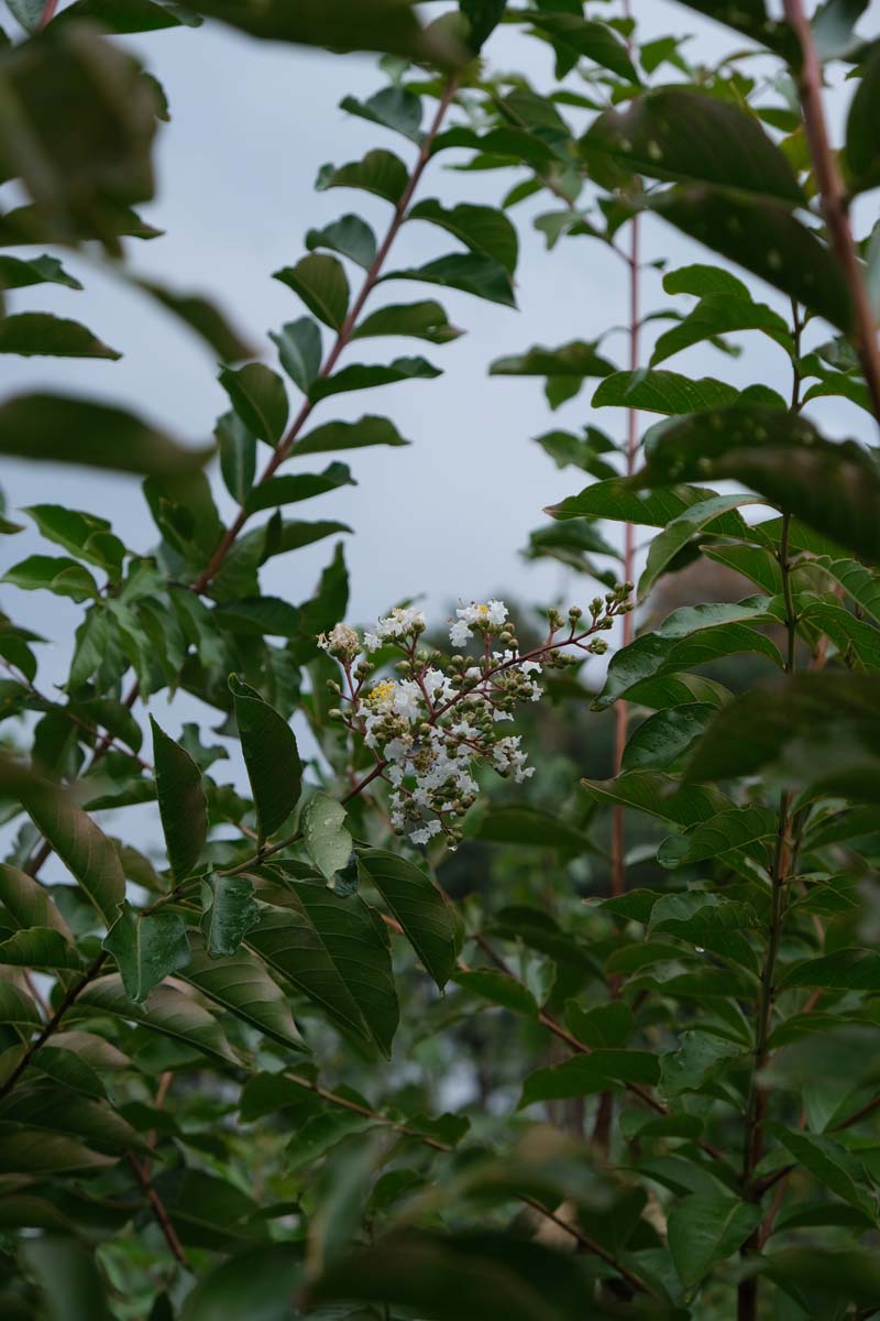 Lagerstroemia 'Natchez' meerstammig / struik blad