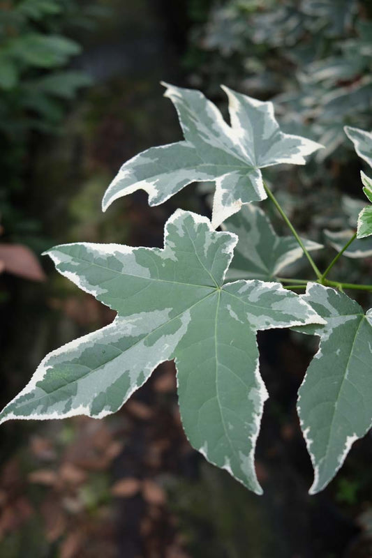 Liquidambar styraciflua 'Silver King' solitair blad