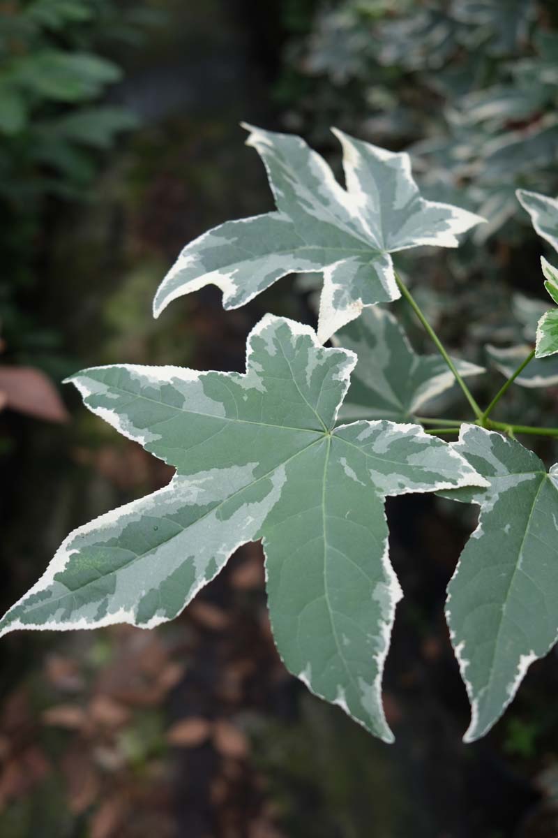 Liquidambar styraciflua 'Silver King' op stam blad