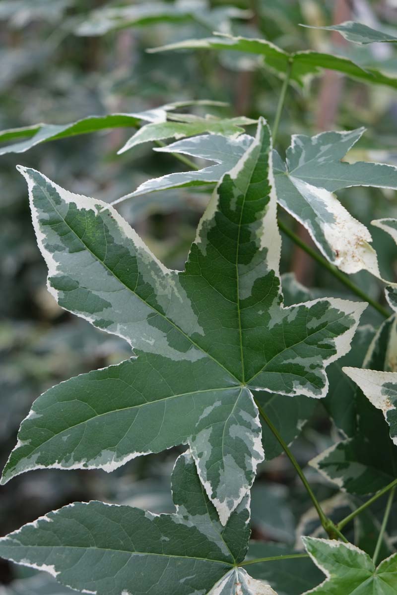 Liquidambar styraciflua 'Silver King' op stam blad