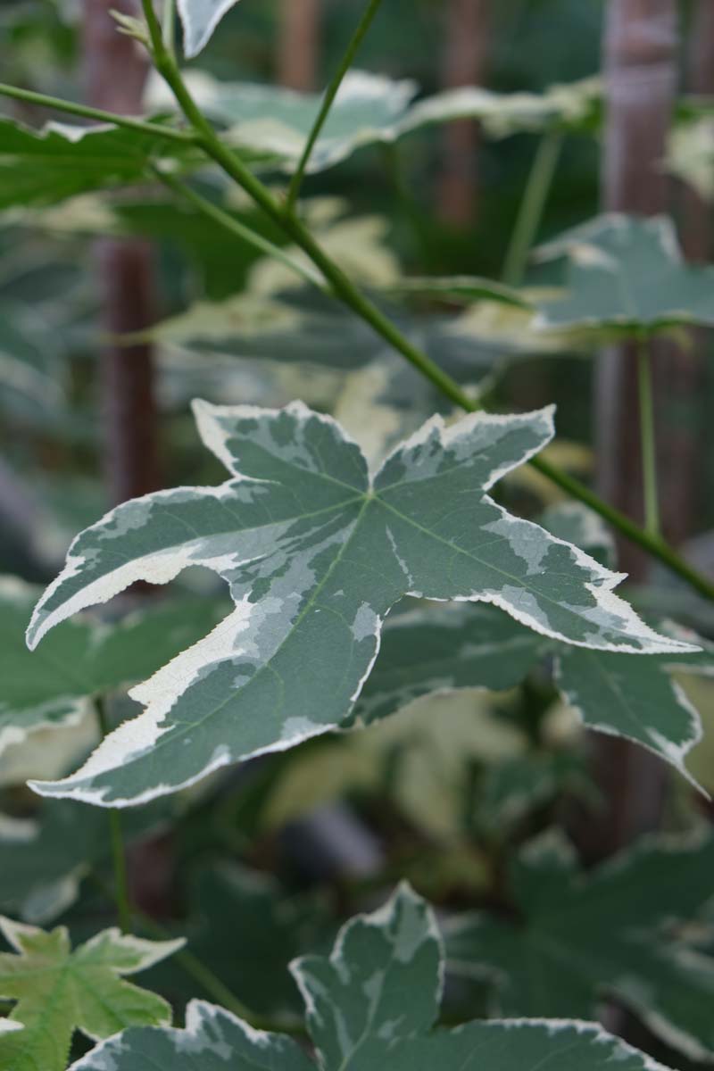 Liquidambar styraciflua 'Silver King' solitair blad