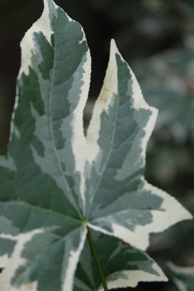 Liquidambar styraciflua 'Silver King' op stam blad