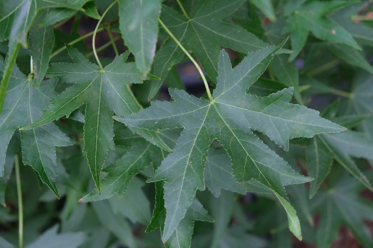 Liquidambar styraciflua 'Stared' Tuinplanten blad