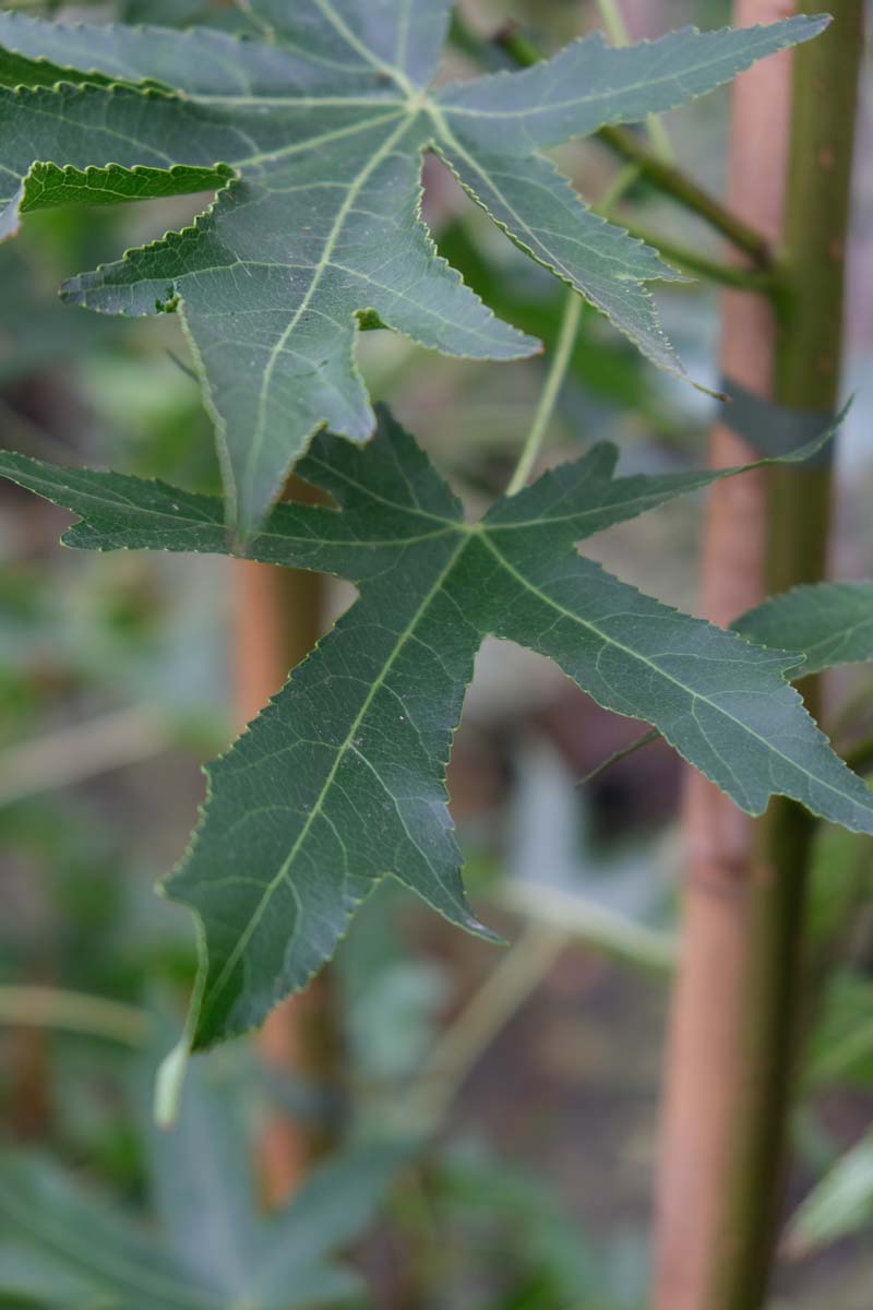 Liquidambar styraciflua 'Stared' Tuinplanten blad
