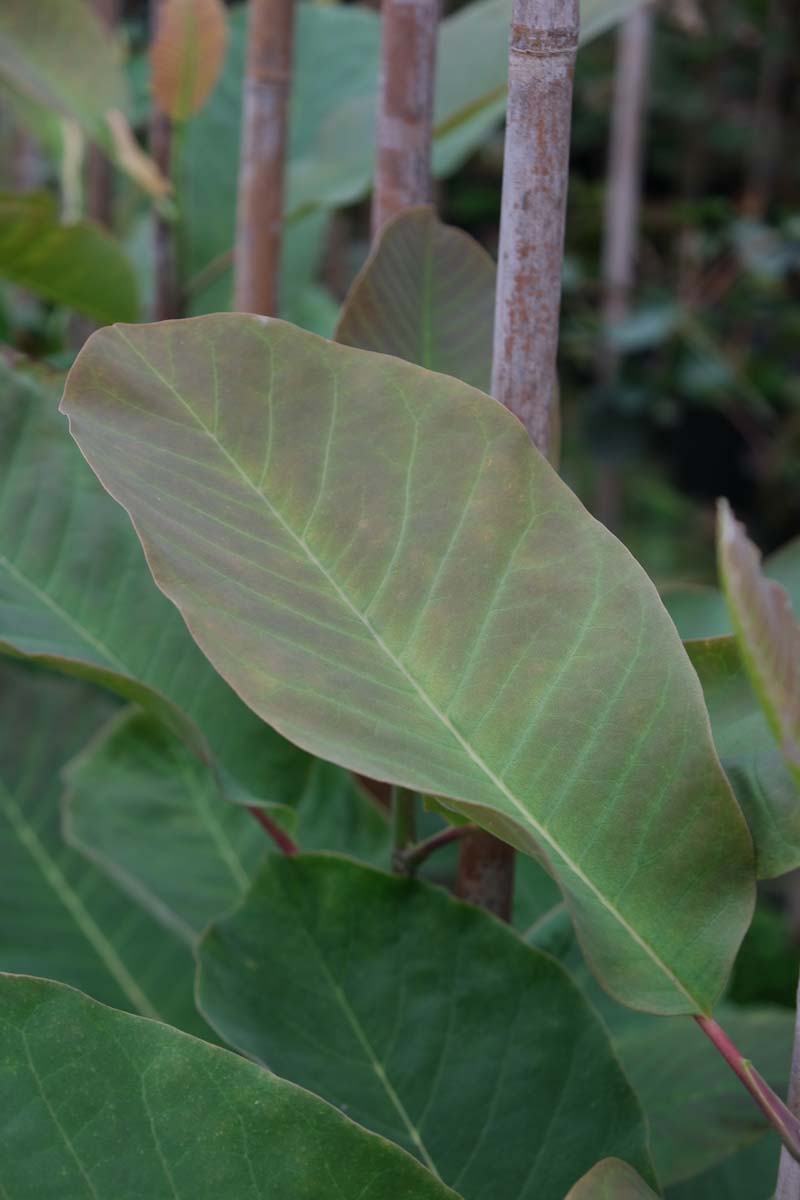 Magnolia obovata op stam blad