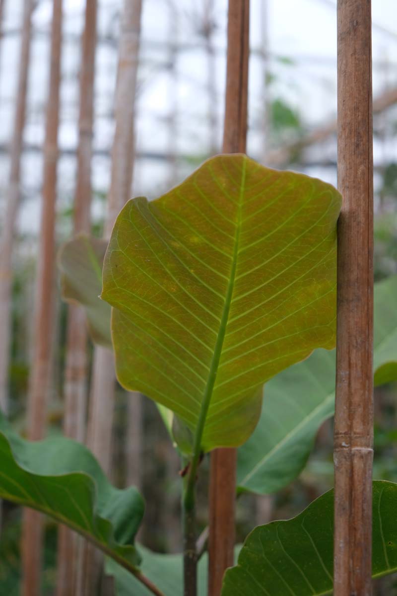 Magnolia obovata op stam blad