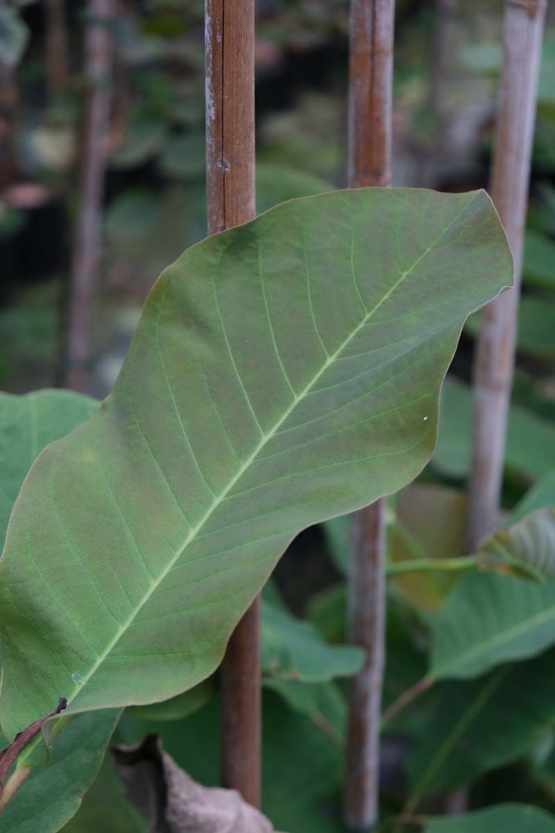 Magnolia obovata op stam blad