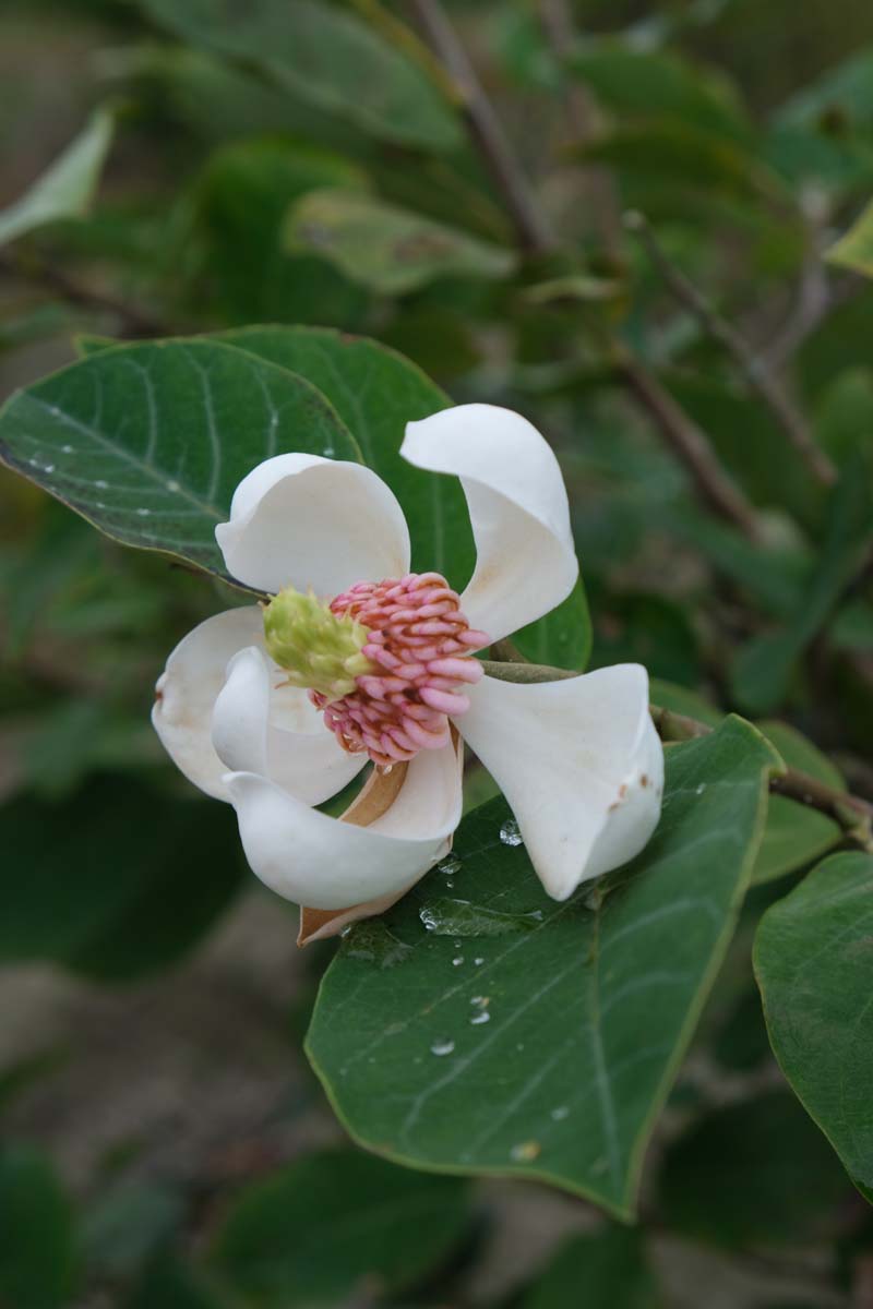 Magnolia sieboldii solitair bloem