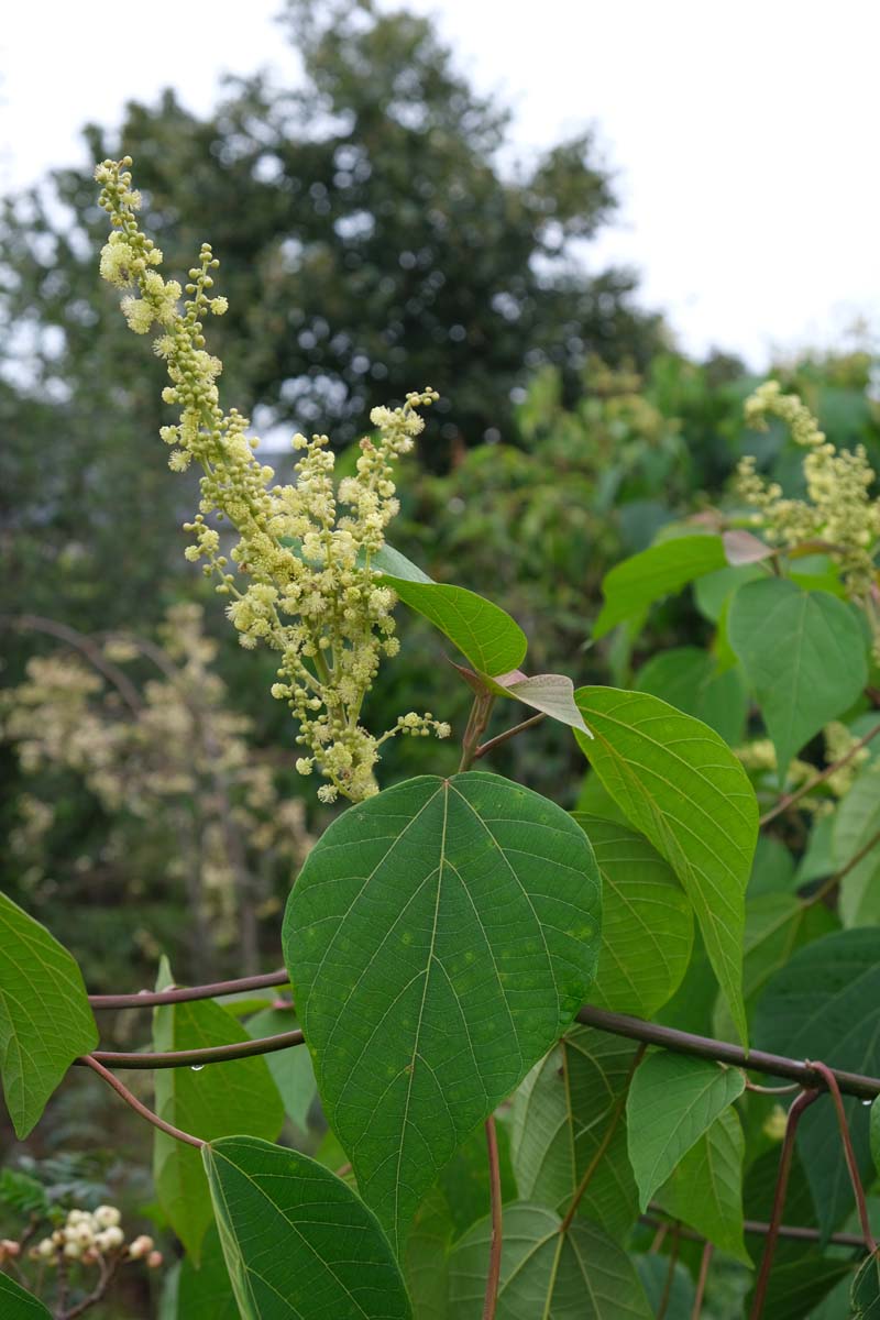 Mallotus japonicus meerstammig bloem