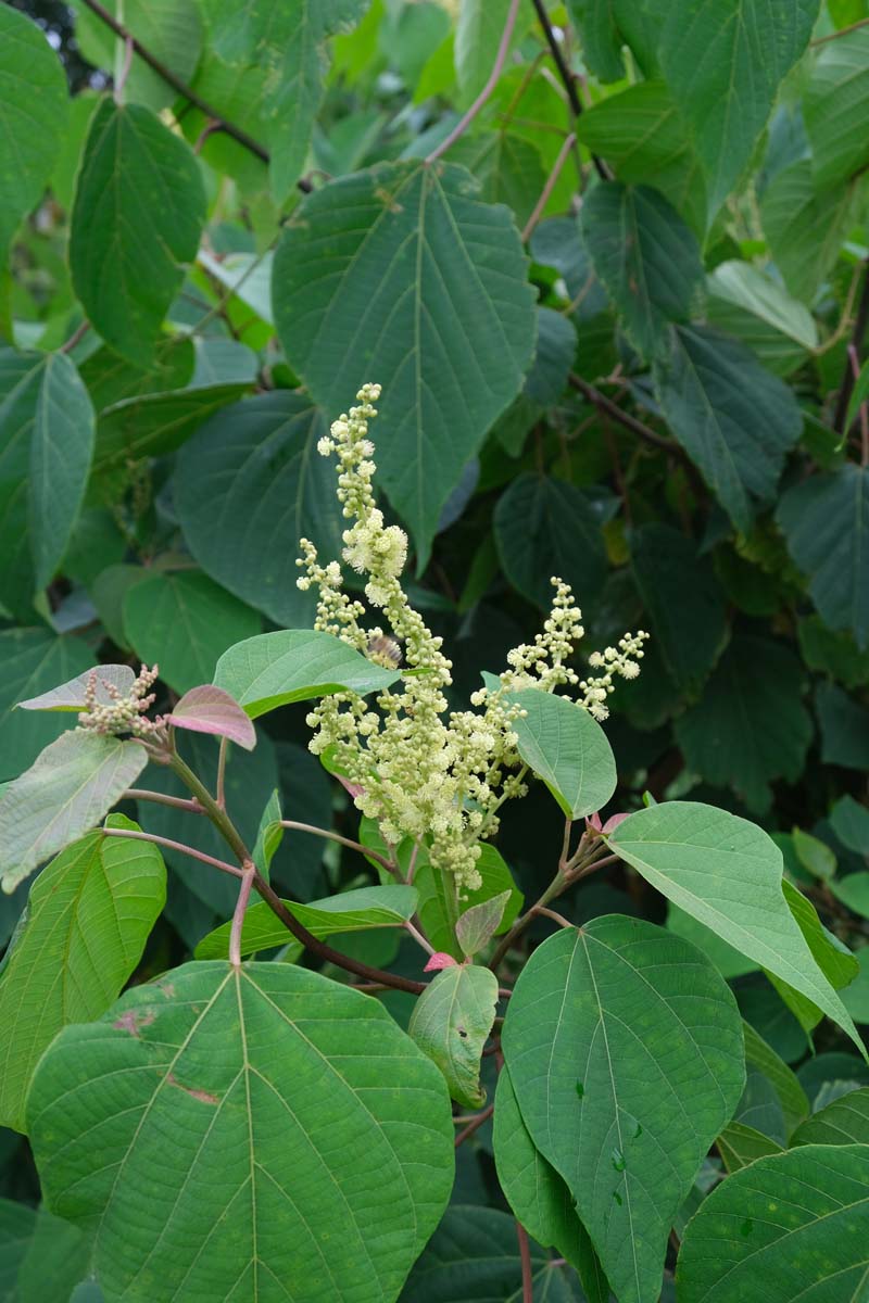 Mallotus japonicus meerstammig bloem