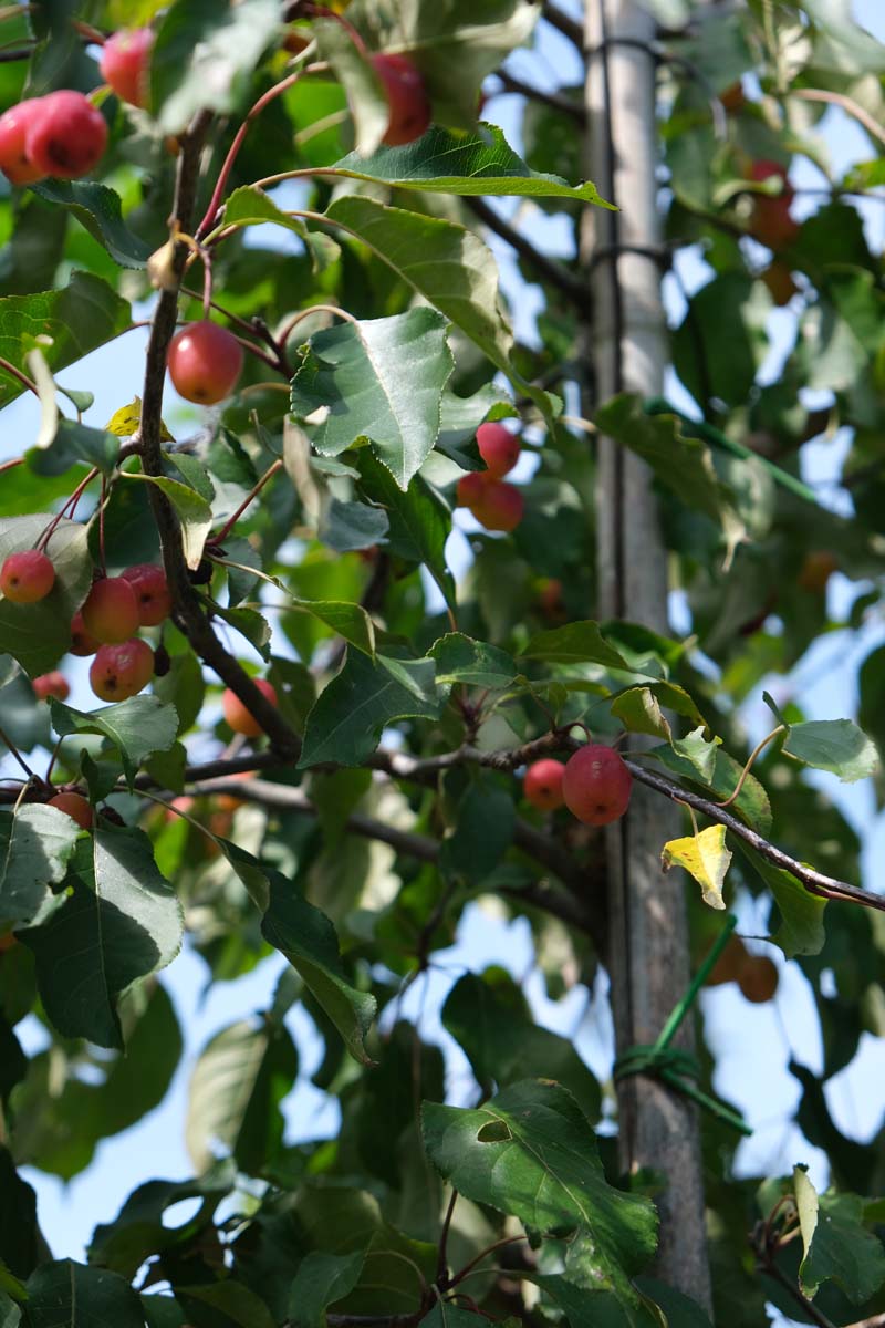 Malus 'Rudolph' Tuinplanten vrucht