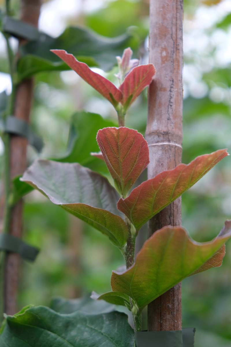 Parrotia persica 'Jodrell Bank' op stam blad