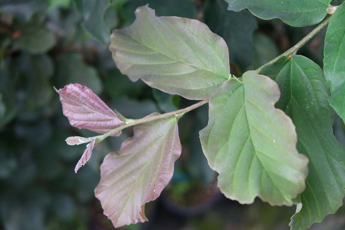 Parrotia persica 'Jodrell Bank' op stam blad
