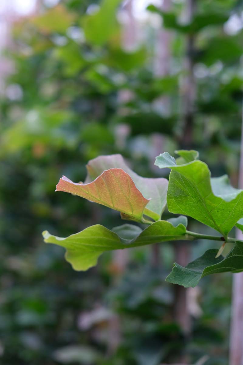Parrotia persica 'Jodrell Bank' op stam blad