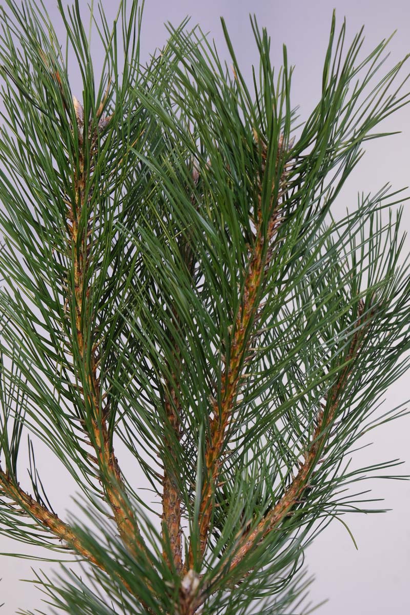 Pinus nigra Tuinplanten naald
