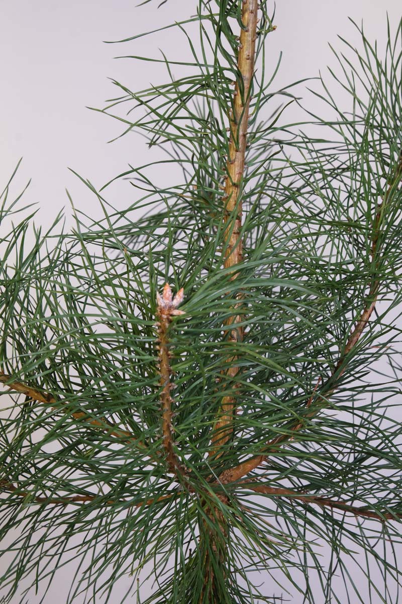 Pinus sylvestris haagplant naald