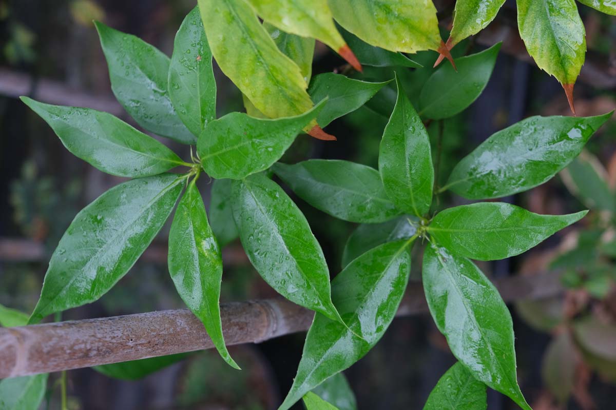 Quercus glauca meerstammig / struik blad
