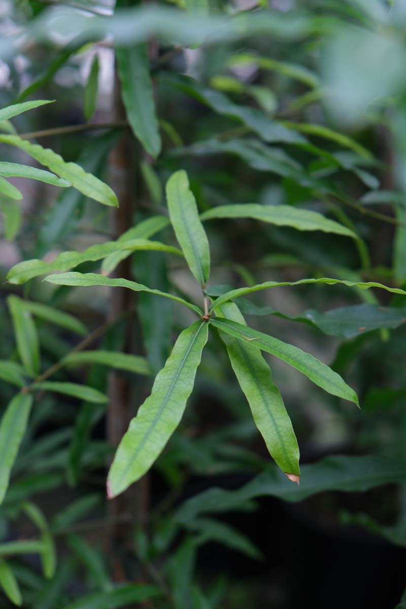 Quercus phellos solitair blad