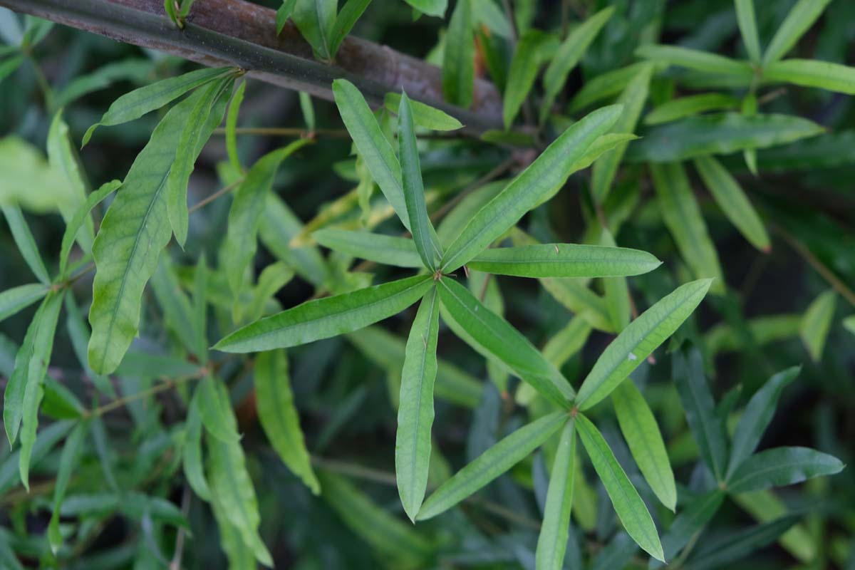 Quercus phellos Tuinplanten blad