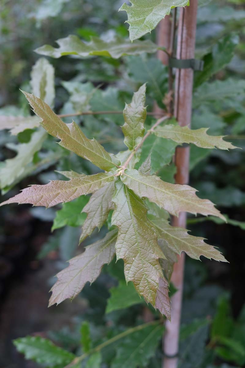 Quercus rysophylla 'Maya' Tuinplanten blad