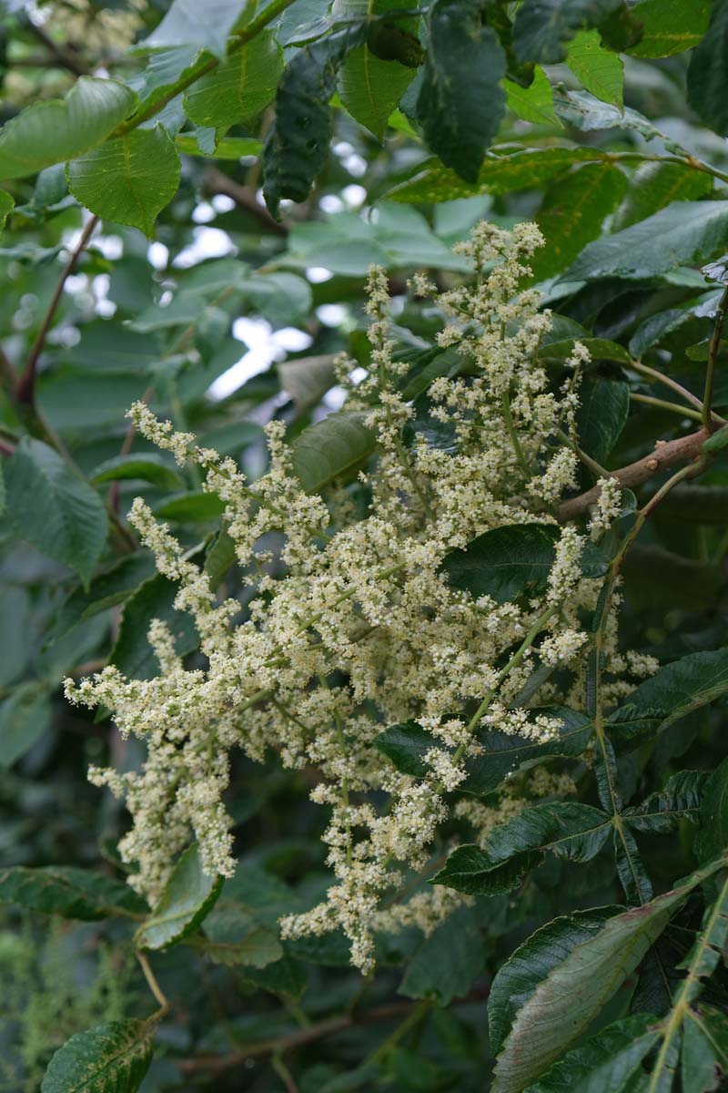 Rhus chinensis Tuinplanten bloem