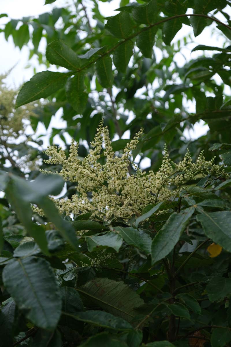 Rhus chinensis meerstammig / struik bloesem
