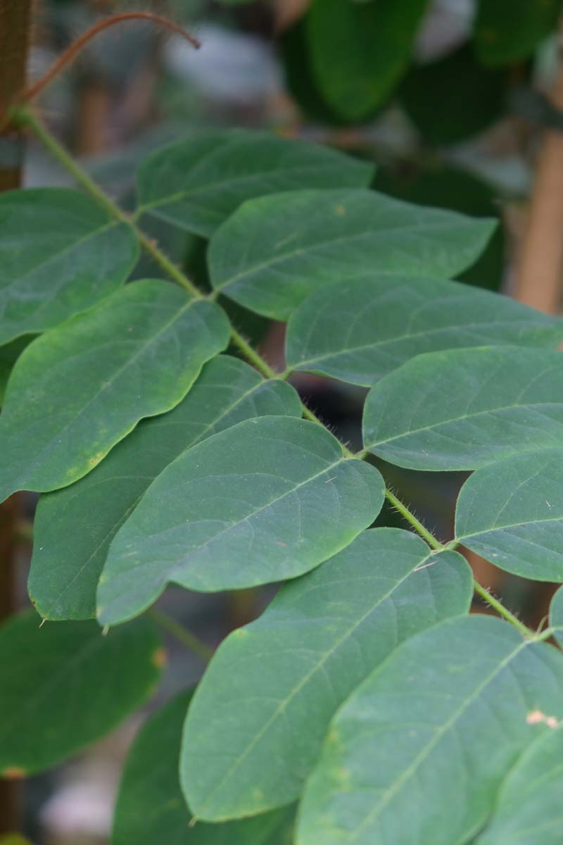 Robinia hispida Tuinplanten blad