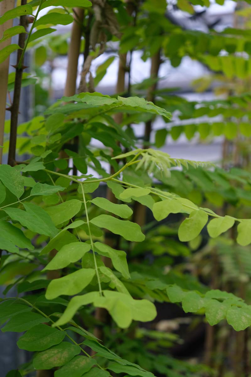 Robinia pseudoacacia 'Spierings Gold' op stam blad
