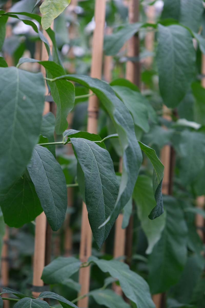 Robinia pseudoacacia 'Unifoliola' op stam blad