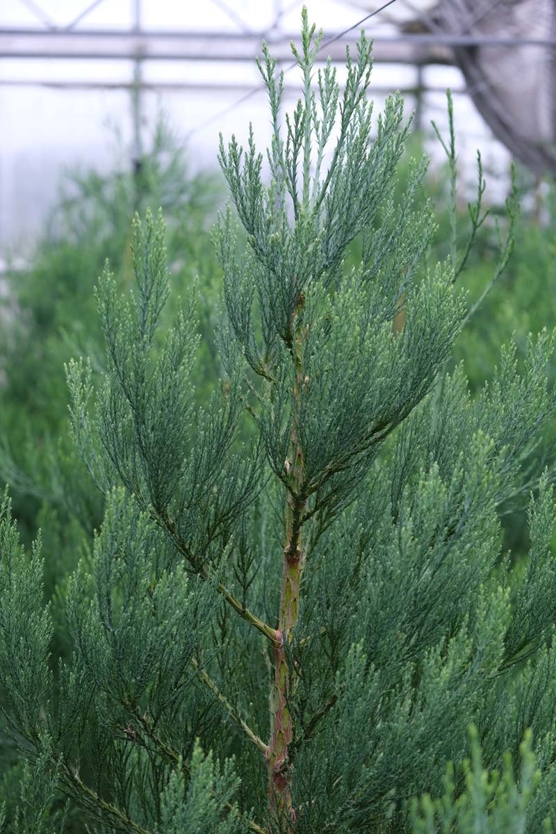 Sequoiadendron giganteum meerstammig / struik twijg