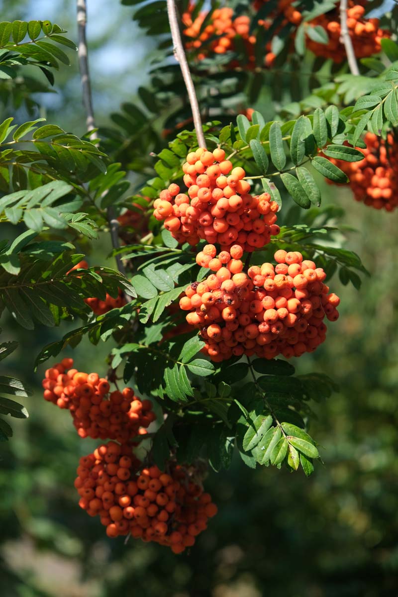 Sorbus scalaris Tuinplanten