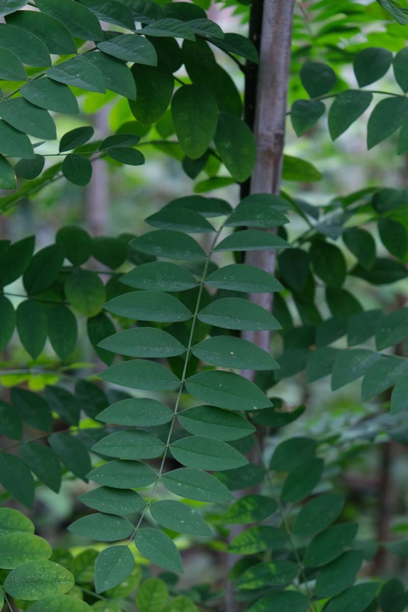Styphnolobium japonicum solitair blad