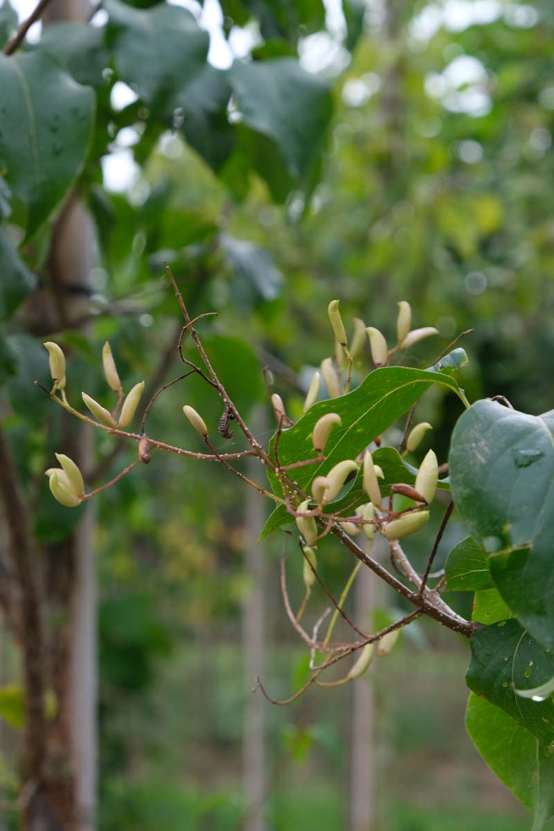 Syringa pekinensis op stam bloem