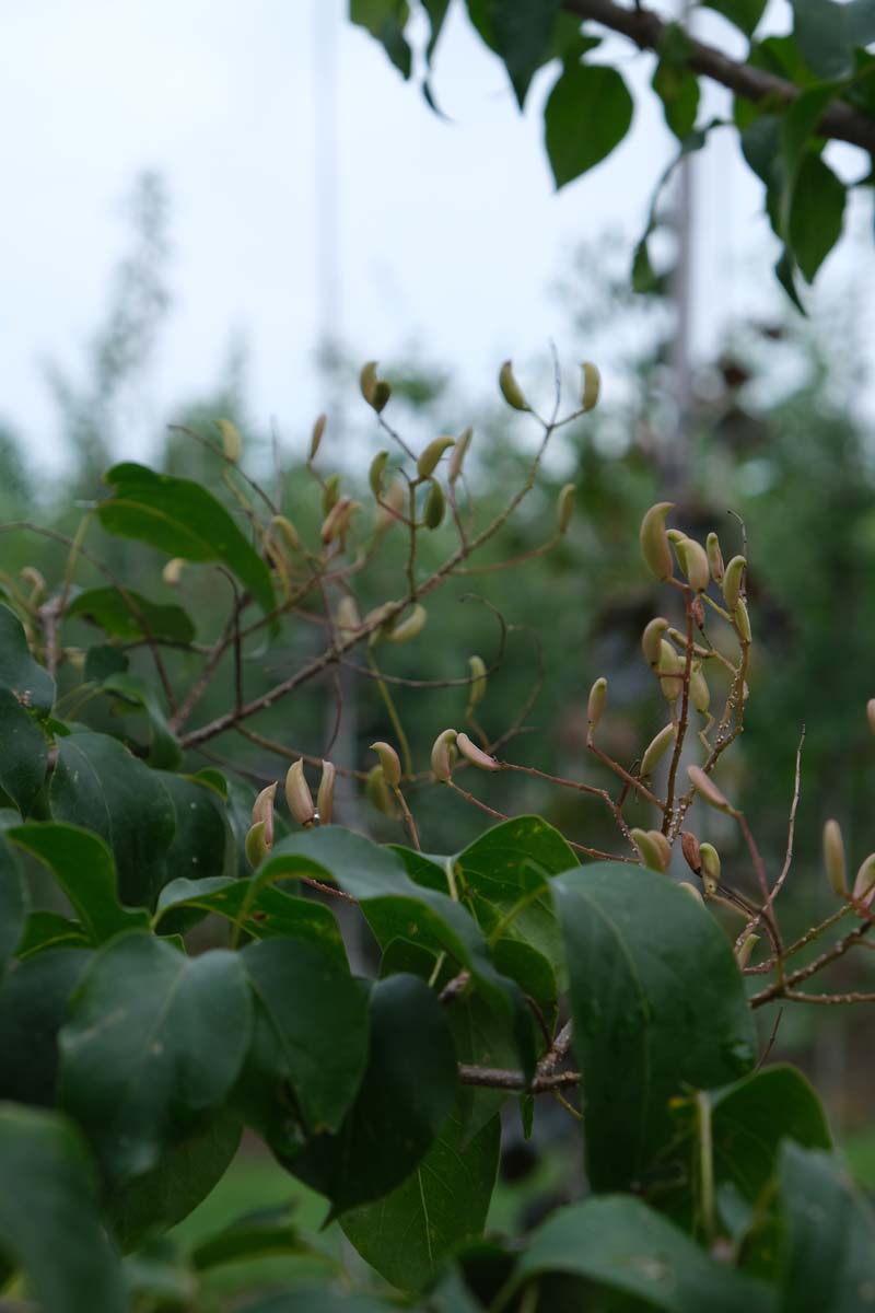 Syringa pekinensis op stam blad