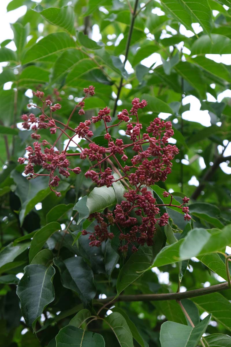 Tetradium daniellii hupehensis Tuinplanten bloem