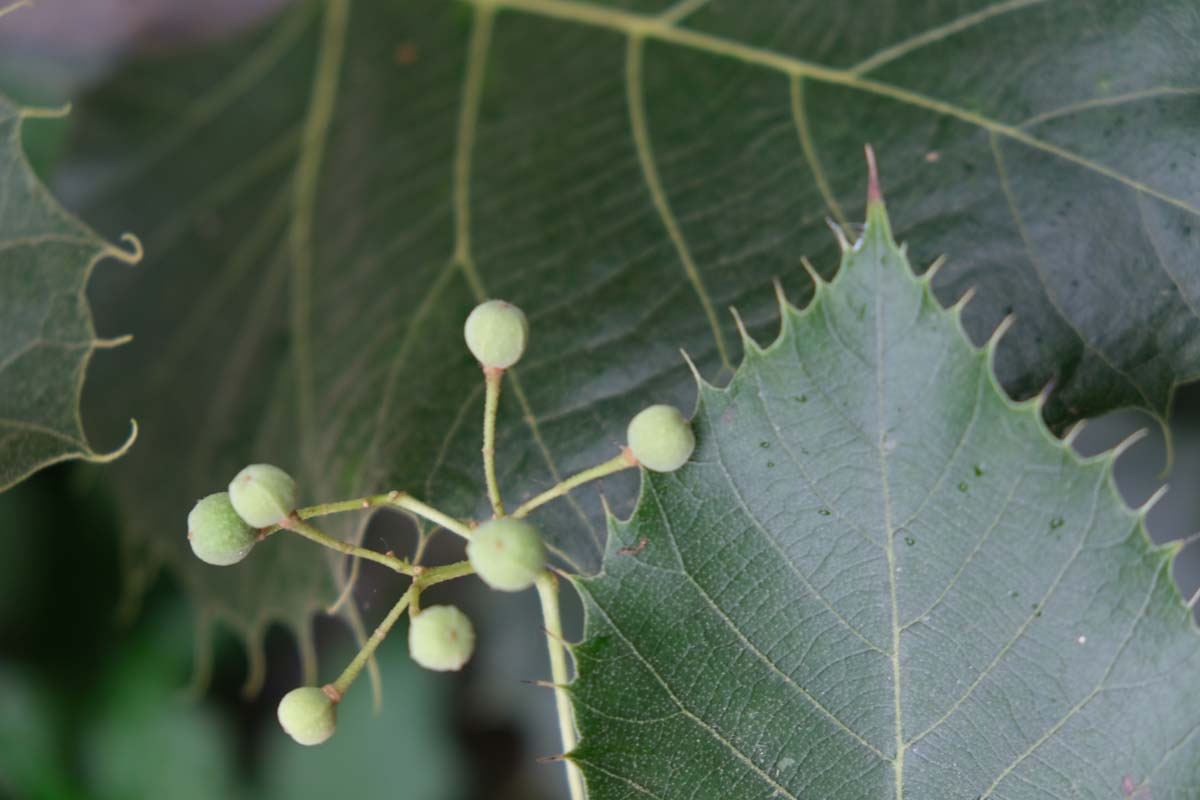 Tilia henryana dakboom bloem